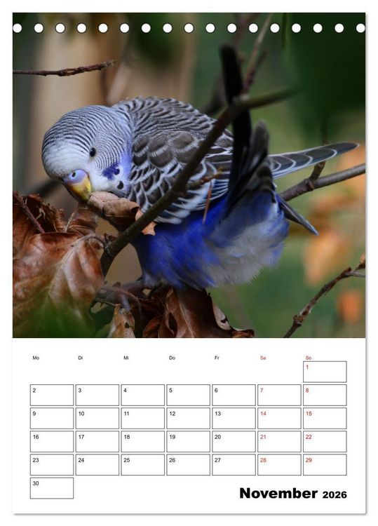 Produktbild: Wellensittichkalender Jubil&auml;umsedition - 10 Jahre Wellensittichkalender! (Tischkalender 2026 DIN A5 hoch), CALVENDO Monatskalender