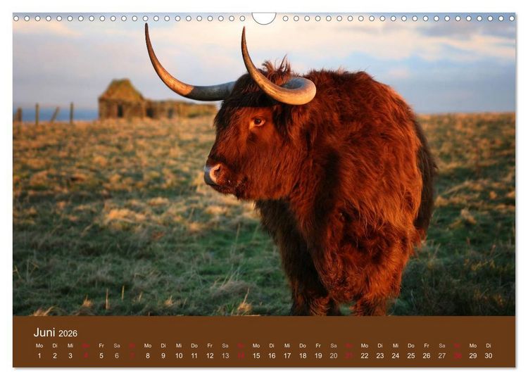 Produktbild: Schottische Hochlandrinder - Highland Cattle (Wandkalender 2026 DIN A3 quer), CALVENDO Monatskalender