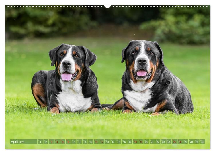 Produktbild: Gro&szlig;e Schweizer - Gigantische Sennenhunde (hochwertiger Premium Wandkalender 2026 DIN A2 quer), Kunstdruck in Hochglanz