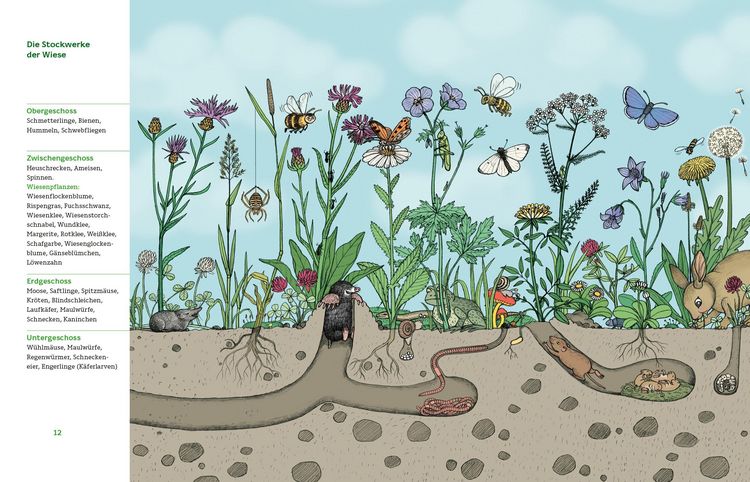 Produktbild: Meine Wiese. - Entdecke eine wunderbare Welt