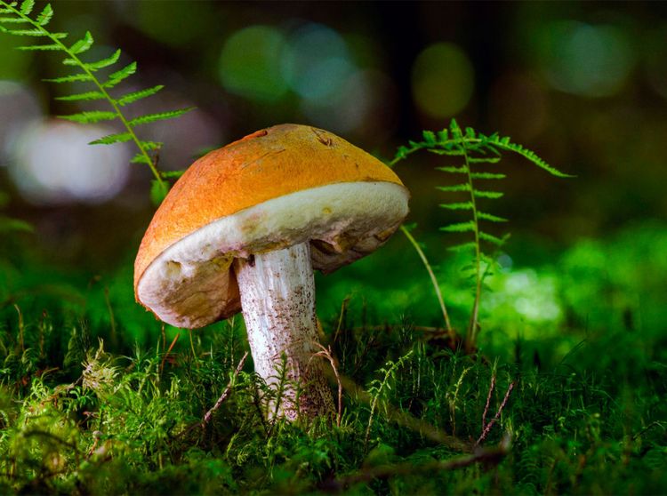 Produktbild: CALVENDO Puzzle Birkenpilz (Leccinum scabrum) 2000 Teile Lege-Gr&ouml;&szlig;e 900 x 670 cm Foto-Puzzle Bild von Peter Roder