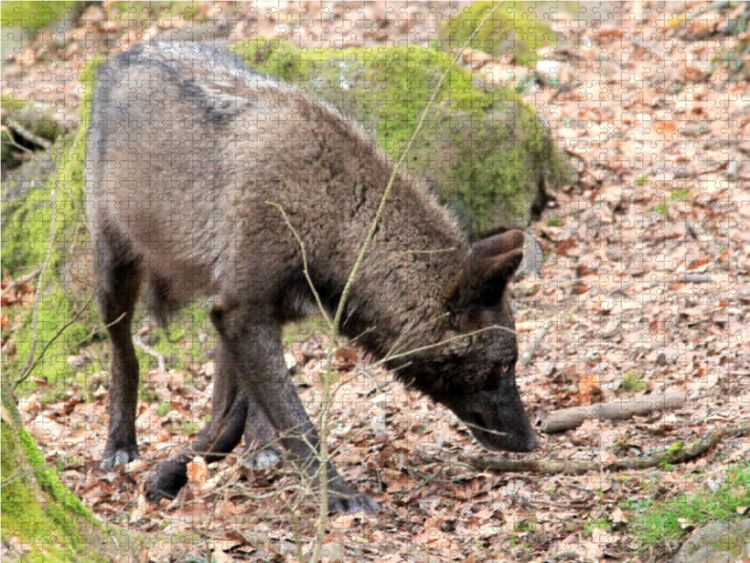 Produktbild: CALVENDO Puzzle Der Timberwolf - Der J&auml;ger aus den Rocky Mountains 1000 Teile Lege-Gr&ouml;&szlig;e 64 x 48 cm Foto-Puzzle Bild von Arno Klatt