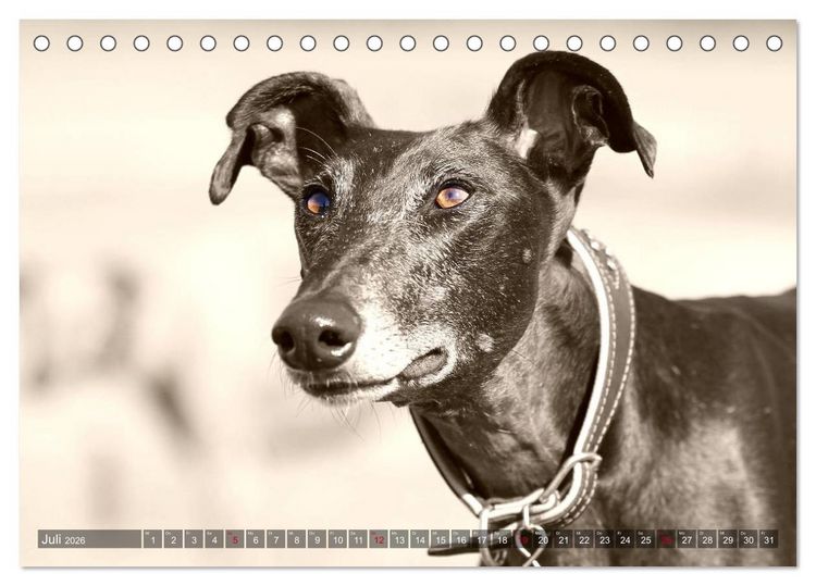 Produktbild: Windhunde eye-catcher (Tischkalender 2026 DIN A5 quer), CALVENDO Monatskalender