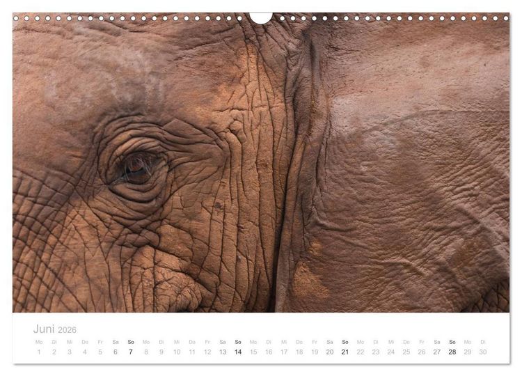 Produktbild: Tierische Gl&uuml;cksmomente mit Weisheiten (Wandkalender 2026 DIN A3 quer), CALVENDO Monatskalender