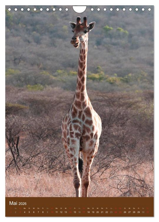 Produktbild: Giraffen (Wandkalender 2026 DIN A4 hoch), CALVENDO Monatskalender