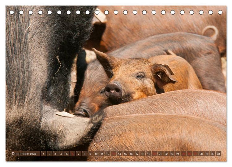 Produktbild: Gl&uuml;ckliche Schweine Berkshire-Iberico Ferkel (Tischkalender 2026 DIN A5 quer), CALVENDO Monatskalender