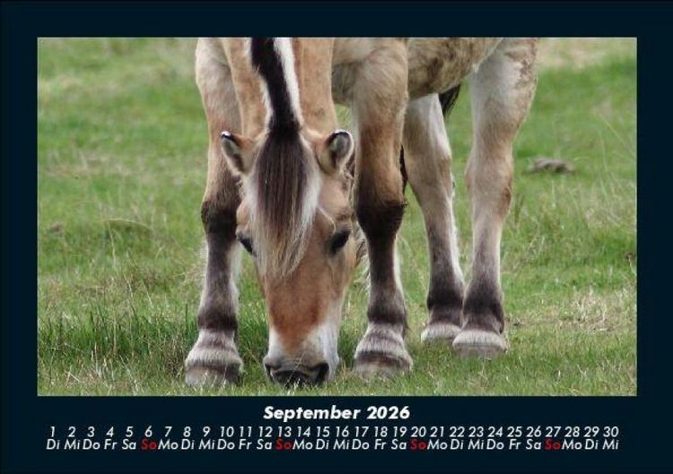 Produktbild: Die Welt der Pferde 2026 Fotokalender DIN A5