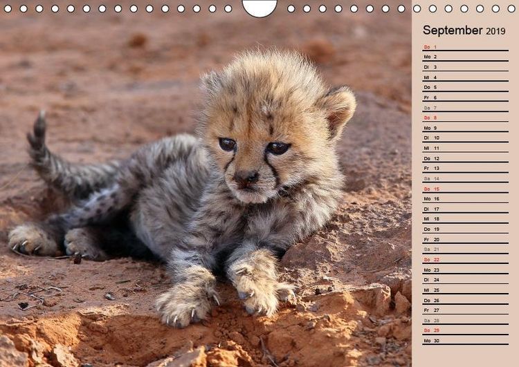 Produktbild: Herzog, M: Geparden - Ein Leben in Afrika (Wandkalender 2019