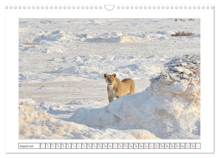 Produktbild: African Big Cats (Wall Calendar 2026 DIN A3 landscape), CALVENDO 12 Month Wall Calendar