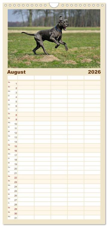 Produktbild: Familienplaner 2026 - Deutsche Doggen / Geburtstagskalender mit 5 Spalten (Wandkalender, 21 x 45 cm) CALVENDO