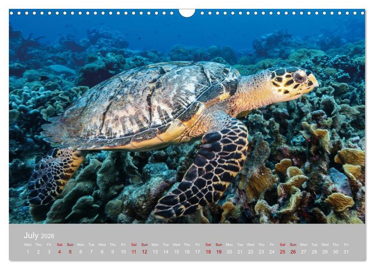 Produktbild: Caribbean Sea Turtles (Wall Calendar 2026 DIN A3 landscape), CALVENDO 12 Month Wall Calendar