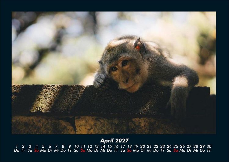 Produktbild: Tierkalender 2027 Fotokalender DIN A4