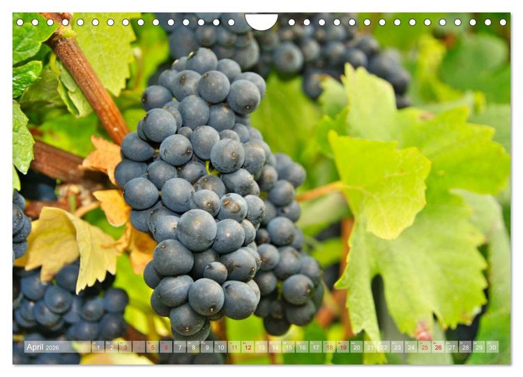 Produktbild: Wein- und Rebsorten aus Rheinland-Pfalz (Wandkalender 2026 DIN A4 quer), CALVENDO Monatskalender