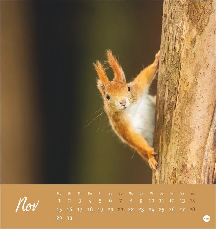 Produktbild: Eichh&ouml;rnchen Postkartenkalender 2027