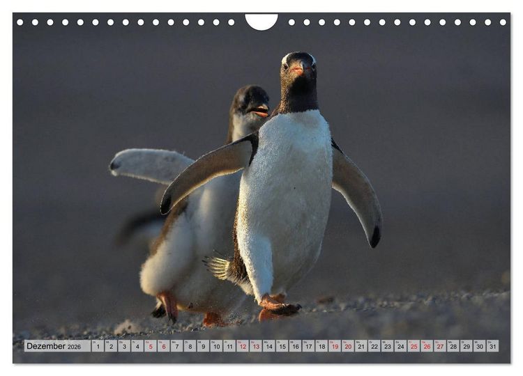 Produktbild: Pinguine der Falkland Inseln (Wandkalender 2026 DIN A4 quer), CALVENDO Monatskalender