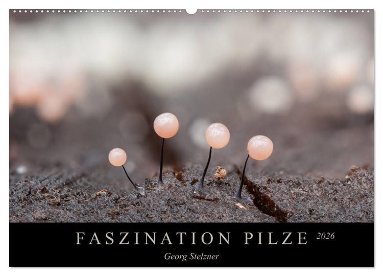 Produktbild: FASZINATION PILZE 2026 (Wandkalender 2026 DIN A2 quer), CALVENDO Monatskalender