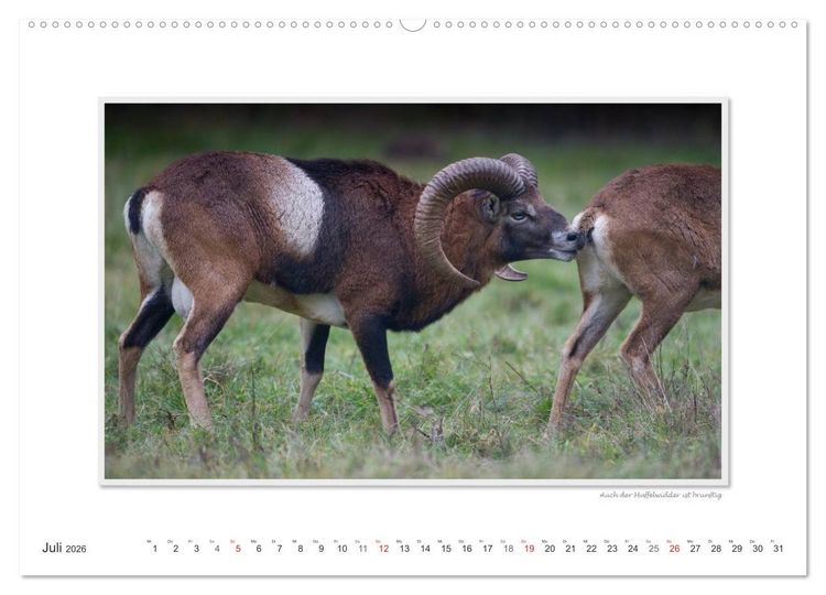Produktbild: Emotionale Momente: Tierischer Sex. (hochwertiger Premium Wandkalender 2026 DIN A2 quer), Kunstdruck in Hochglanz