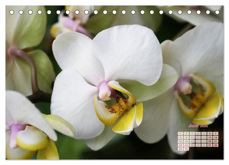Produktbild: Sch&ouml;nste Orchideen (Tischkalender 2026 DIN A5 quer), CALVENDO Monatskalender