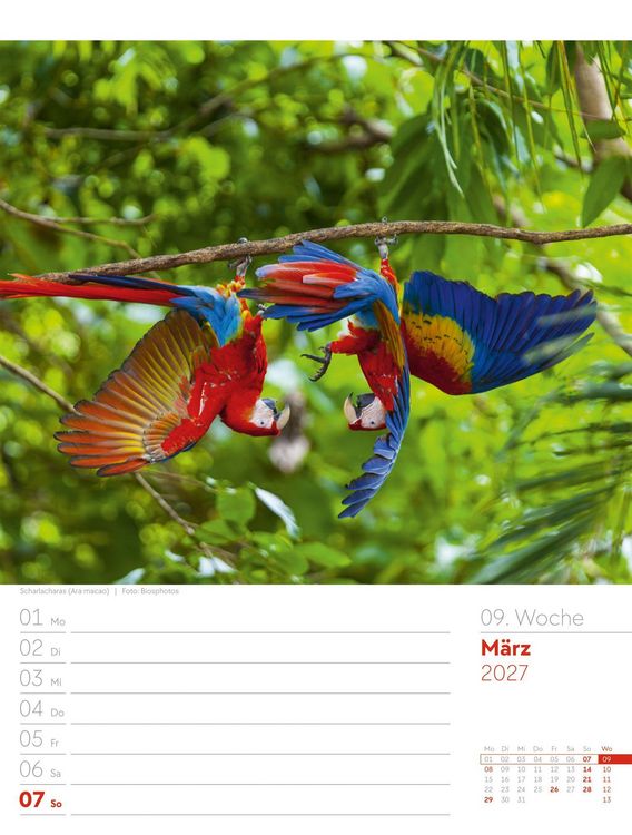 Produktbild: V&ouml;gel Wochenplaner Kalender 2027