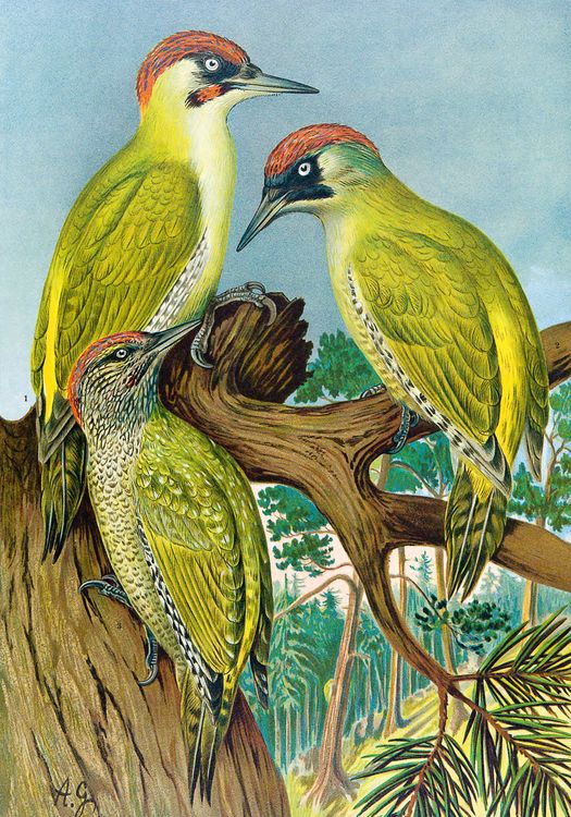 Produktbild: Johann Friedrich Naumann &ndash; Die V&ouml;gel Mitteleuropas