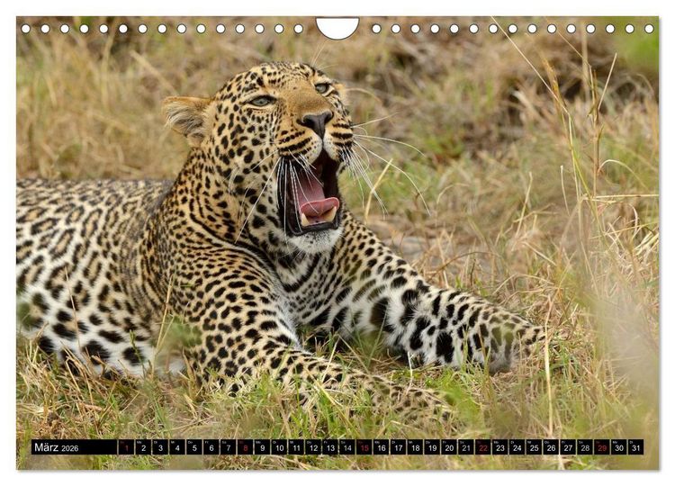 Produktbild: Faszination Afrika: Der Leopard (Wandkalender 2026 DIN A4 quer), CALVENDO Monatskalender