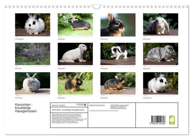 Produktbild: Kaninchen - knuddelige Hausgenossen (Wandkalender 2026 DIN A3 quer), CALVENDO Monatskalender