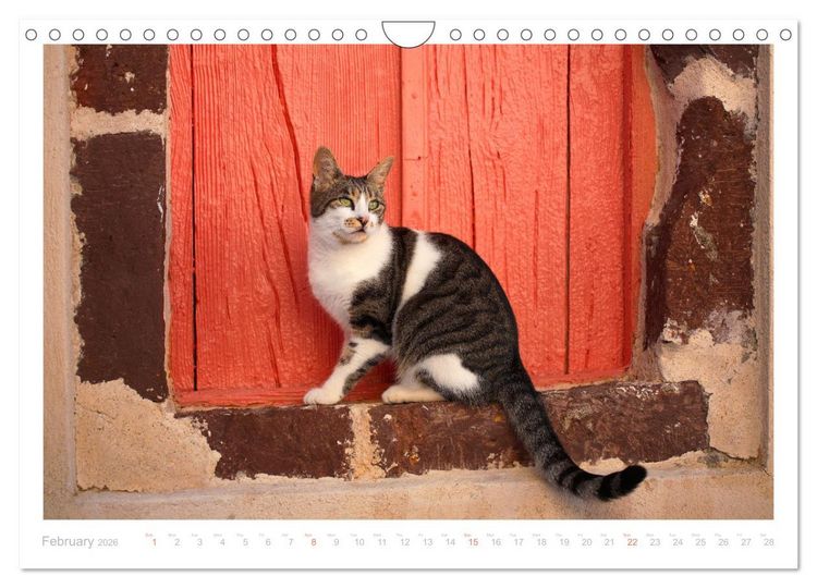 Produktbild: Cats of the Greek Islands (Wall Calendar 2026 DIN A4 landscape), CALVENDO 12 Month Wall Calendar