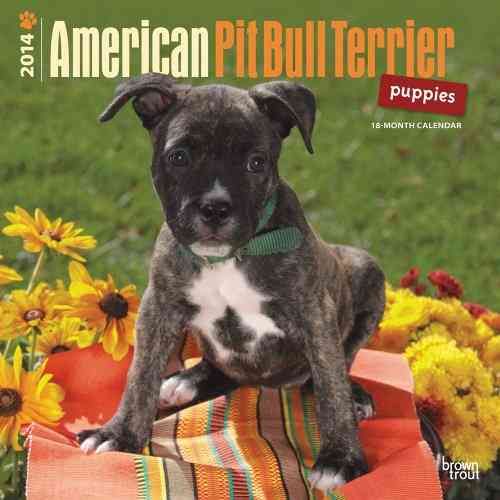 Produktbild: American Pit Bull Terrier Puppies 2014 Calendar