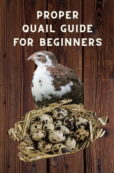 Produktbild: Proper Quail Guide for Beginners