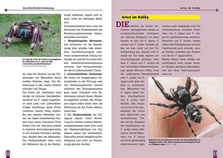 Produktbild: Springspinnen