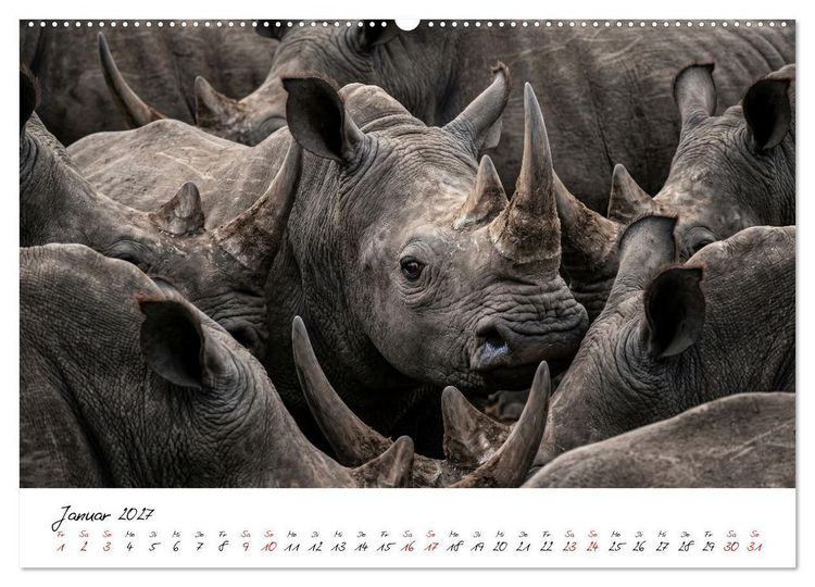 Produktbild: Better Together - Herdenmomente (hochwertiger Premium Wandkalender 2027 DIN A2 quer), Kunstdruck in Hochglanz