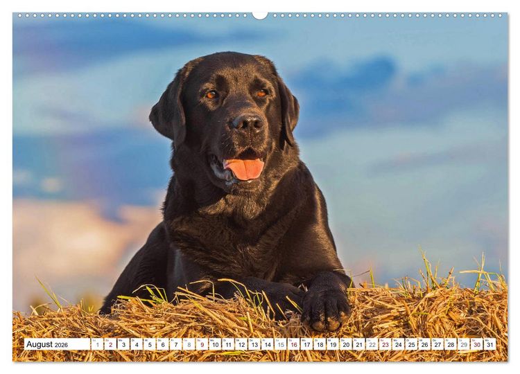 Produktbild: Freund auf 4 Pfoten - Labrador Retriever (Wandkalender 2026 DIN A2 quer), CALVENDO Monatskalender