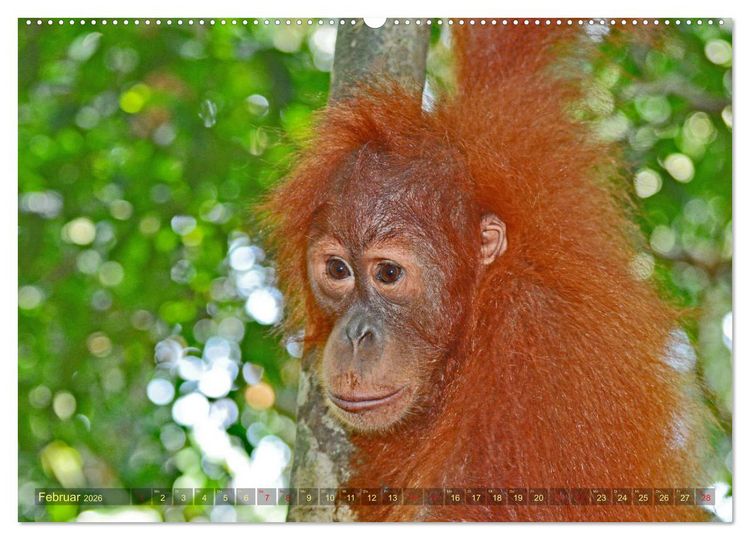 Produktbild: Orang Utans Sumatras Waldmenschen (hochwertiger Premium Wandkalender 2026 DIN A2 quer), Kunstdruck in Hochglanz