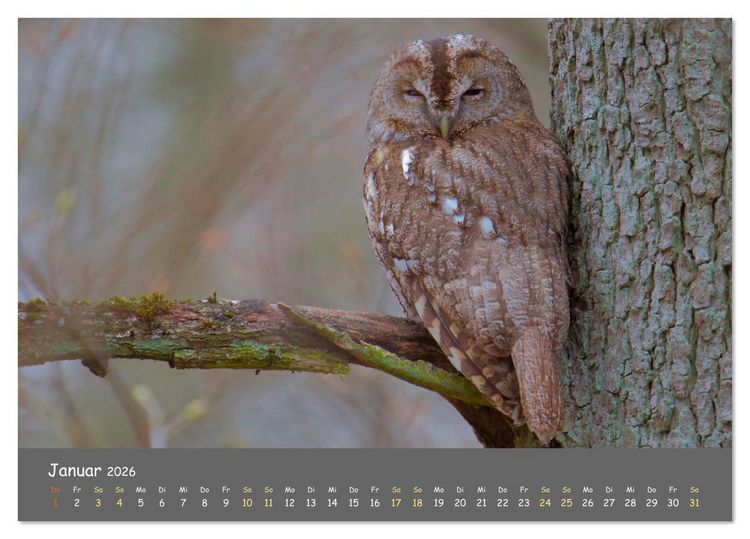 Produktbild: geliebte Waldgeister (Tischkalender 2026 DIN A5 quer), CALVENDO Monatskalender
