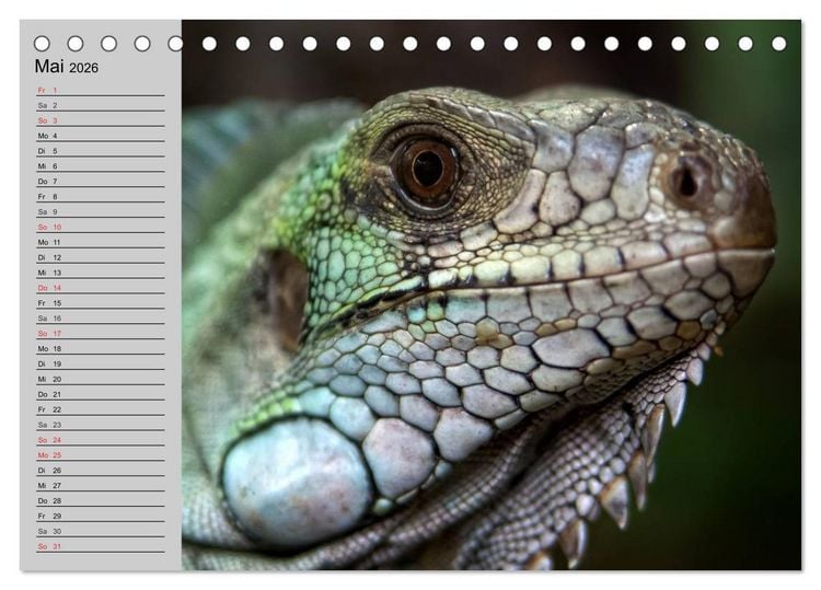 Produktbild: Kaltes Blut. Faszination Reptilien (Tischkalender 2026 DIN A5 quer), CALVENDO Monatskalender