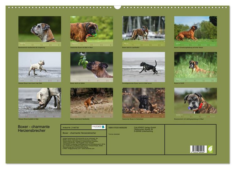 Produktbild: Boxer - charmante Herzensbrecher (Wandkalender 2026 DIN A2 quer), CALVENDO Monatskalender