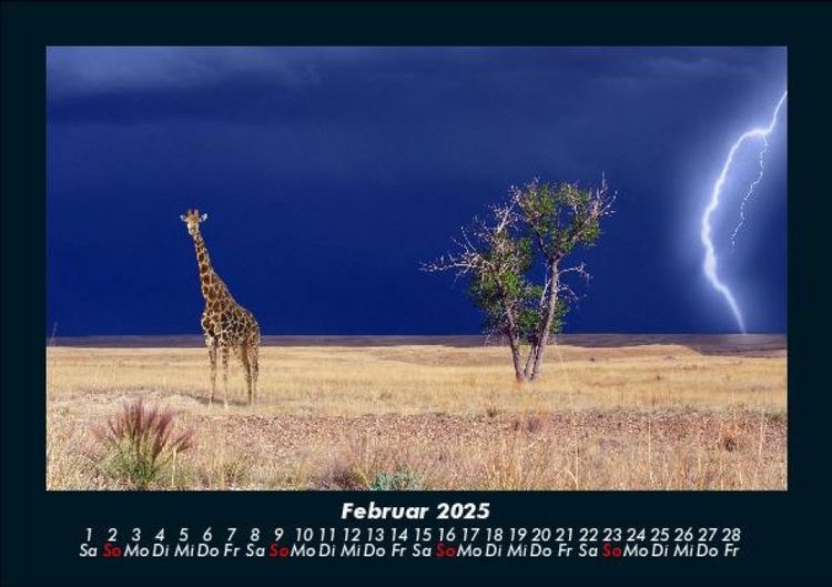 Produktbild: Giraffen 2025 Fotokalender DIN A5