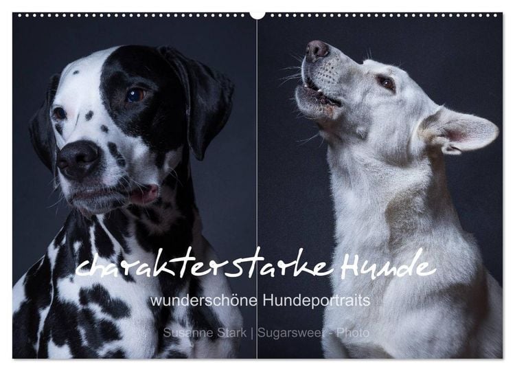 Produktbild: charakterstarke Hunde, wundersch&ouml;ne Hundeportraits (Wandkalender 2026 DIN A2 quer), CALVENDO Monatskalender