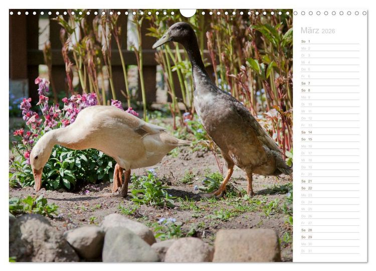 Produktbild: Laufenten - tierisch liebenswerte Zeitgenossen (Wandkalender 2026 DIN A3 quer), CALVENDO Monatskalender