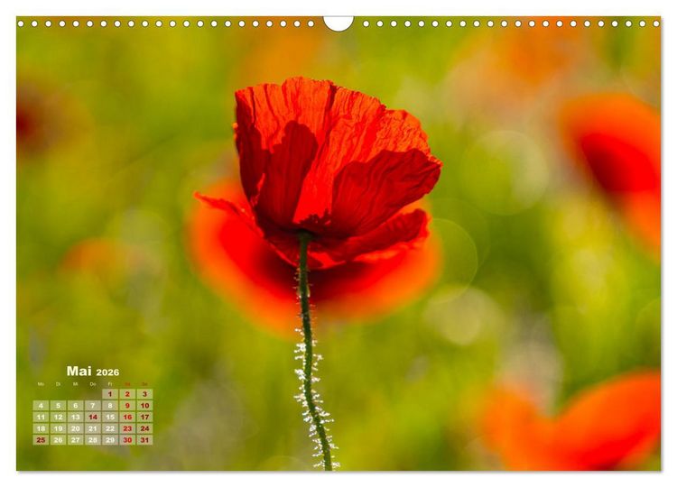 Produktbild: ZAUBERHAFTE MOHNBL&Uuml;TEN IN SCHARLACHROT UND PINK (Wandkalender 2026 DIN A3 quer), CALVENDO Monatskalender
