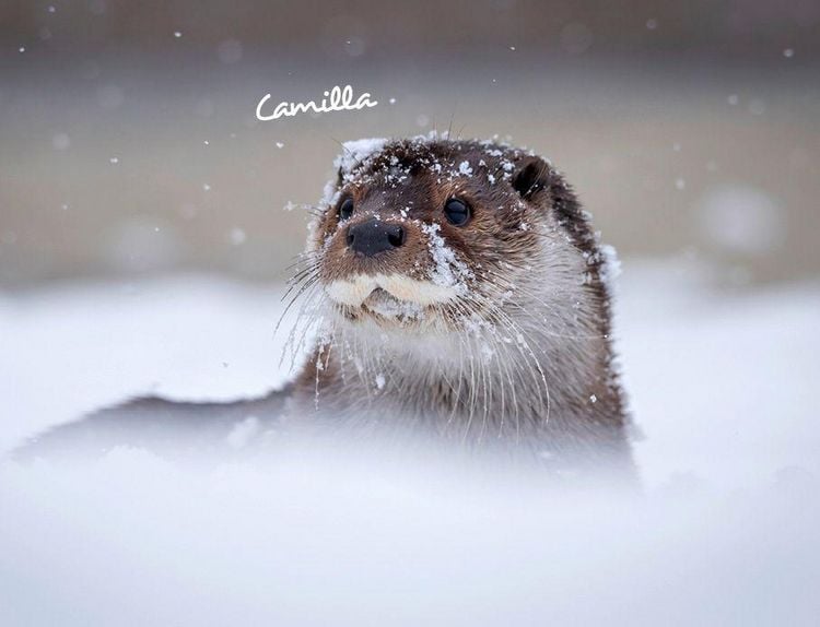 Produktbild: Otter Kalender 2027 Wandkalender Eintragkalender