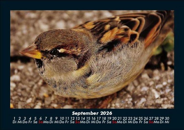 Produktbild: Welt der V&ouml;gel 2026 Fotokalender DIN A5