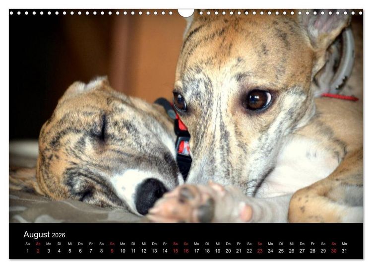 Produktbild: Whippet 2026 (Wandkalender 2026 DIN A3 quer), CALVENDO Monatskalender