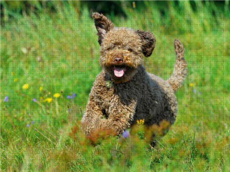 Produktbild: CALVENDO Puzzle Lagotto Romagnolo - Italienischer Tr&uuml;ffelhund - Spa&szlig; auf der Wiese 1000 Teile Lege-Gr&ouml;&szlig;e 64 x 48 cm Foto-Puzzle Bild von Sigrid Starick