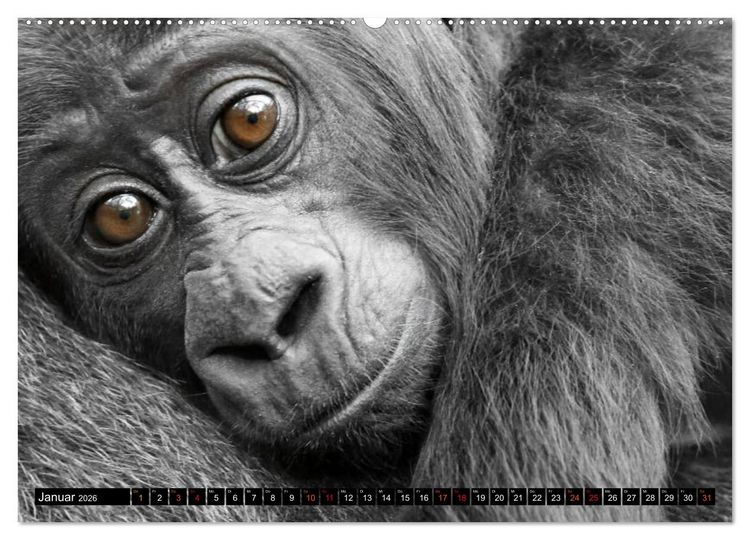 Produktbild: MENSCHEN-AFFEN-KINDER (Wandkalender 2026 DIN A2 quer), CALVENDO Monatskalender