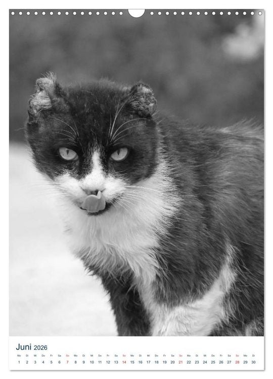 Produktbild: Wilde Katzen - Korsikas Samtpfoten (Wandkalender 2026 DIN A3 hoch), CALVENDO Monatskalender