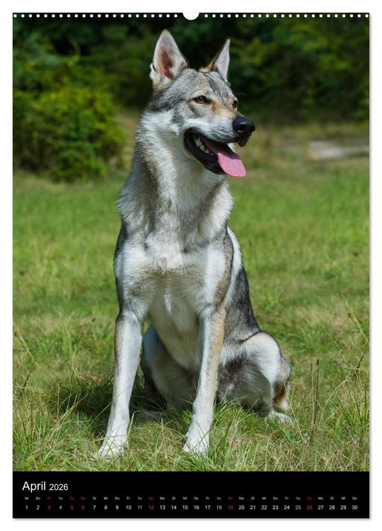 Produktbild: Faszination Wolfhund (hochwertiger Premium Wandkalender 2026 DIN A2 hoch), Kunstdruck in Hochglanz