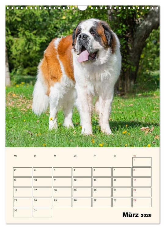 Produktbild: Bernhardiner - Mit dem St. Bernhardshund durch das Jahr (Wandkalender 2026 DIN A3 hoch), CALVENDO Monatskalender