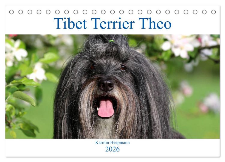 Produktbild: Tibet Terrier Theo (Tischkalender 2026 DIN A5 quer), CALVENDO Monatskalender