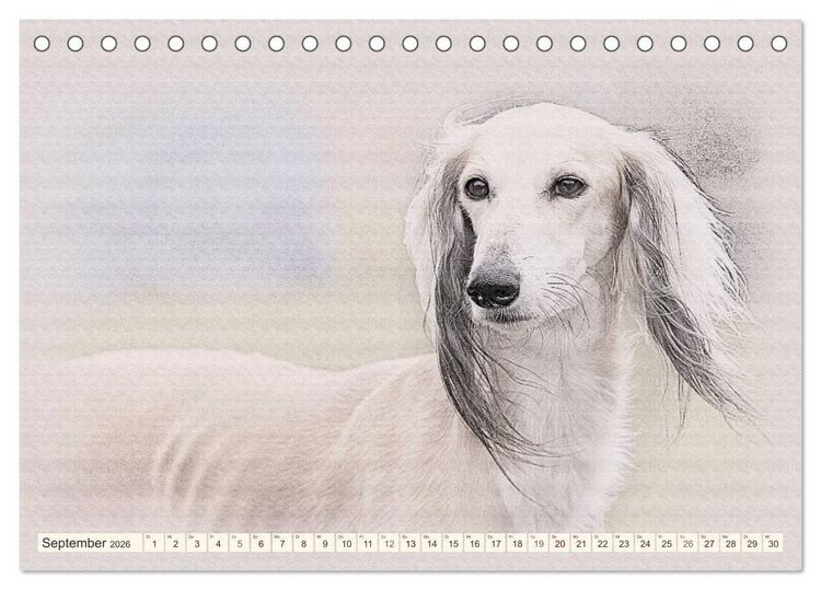 Produktbild: Windhunde 2026 (Tischkalender 2026 DIN A5 quer), CALVENDO Monatskalender